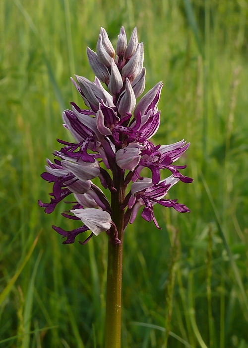 vstavač vojenský Orchis militaris L.