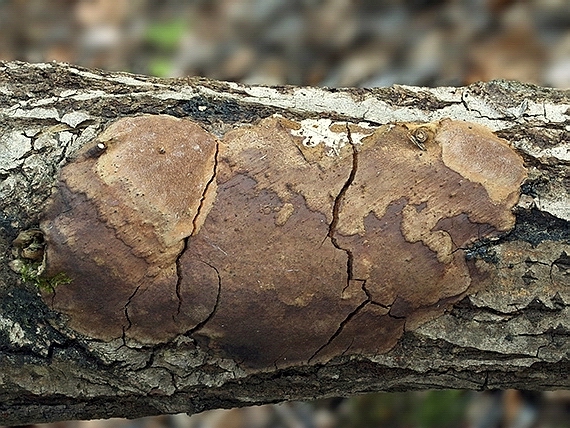 ohňovec osikový Phellinus tremulae (Bondartsev) Bondartsev & P.N. Borisov