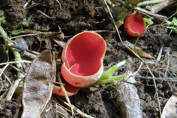 ohnivec šarlátový Sarcoscypha coccinea (Gray) Boud.