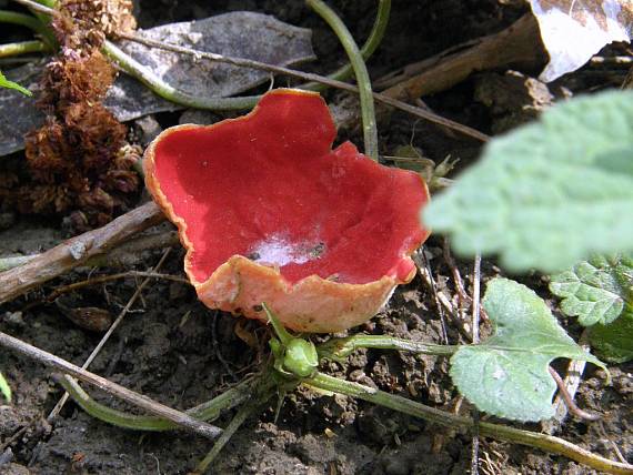 ohnivec šarlátový Sarcoscypha coccinea (Gray) Boud.