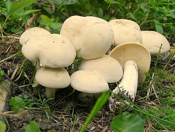 čírovnica májová Calocybe Gambosa (Fr.) Donk