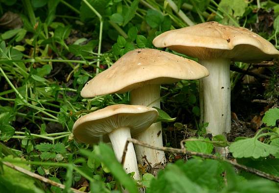 čírovnica májová Calocybe gambosa (Fr.) Donk