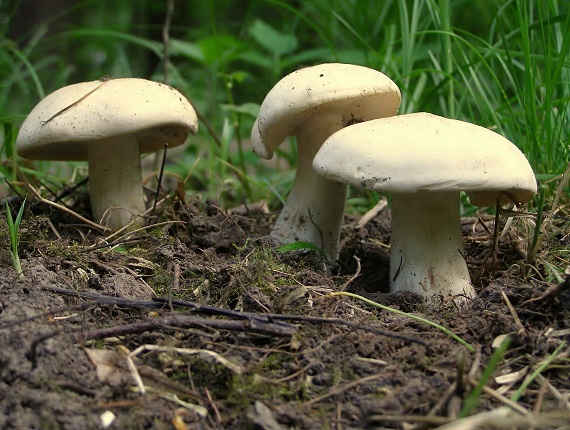 čírovnica májová Calocybe gambosa (Fr.) Donk