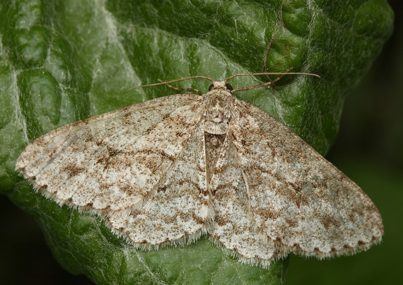 kôrovka orlíčková Ectropis crepuscularia