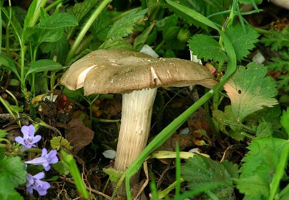 hodvábnica jarná Entoloma clypeatum (L.) P. Kumm.