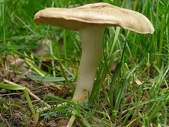 Hodvábnica jarná-Závojenka podrtnka Entoloma clypeatum (L.) P. Kumm.