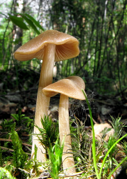 hodvábnica  Entoloma sp.