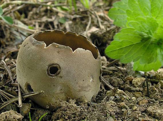 chriapač sosnový Helvella leucomelaena (Pers.) Nannf.