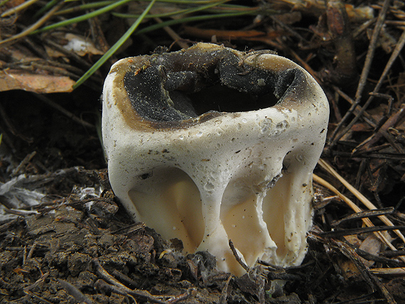 chriapač  Helvella sp.