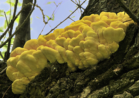 sírovec obyčajný Laetiporus sulphureus (Bull.) Murrill