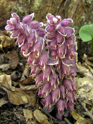 zubovník šupinatý Lathraea squamaria L.