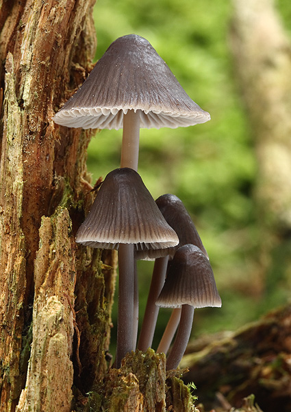 prilbička chlórová Mycena stipata Maas Geest. & Schwöbel