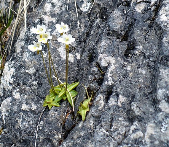 tučnica alpínska Pinguicula alpina L.