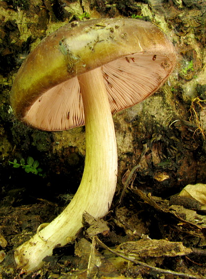 štítovka jelenia Pluteus cervinus (Schaeff.) P. Kumm.