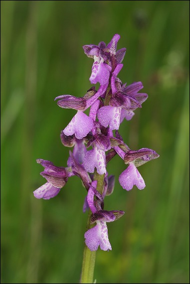 červenohlav obyčajný Anacamptis morio (L.) R. M. Bateman, A. M. Pringeon & M. W. Chase