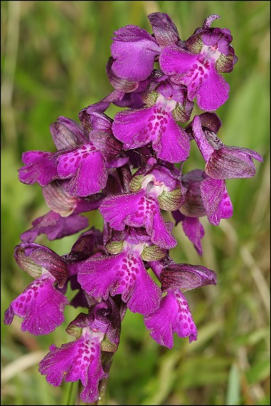 červenohlav obyčajný Anacamptis morio (L.) R. M. Bateman, A. M. Pringeon & M. W. Chase