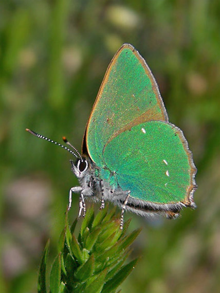 ostrôžkár černicový Callophrys rubi