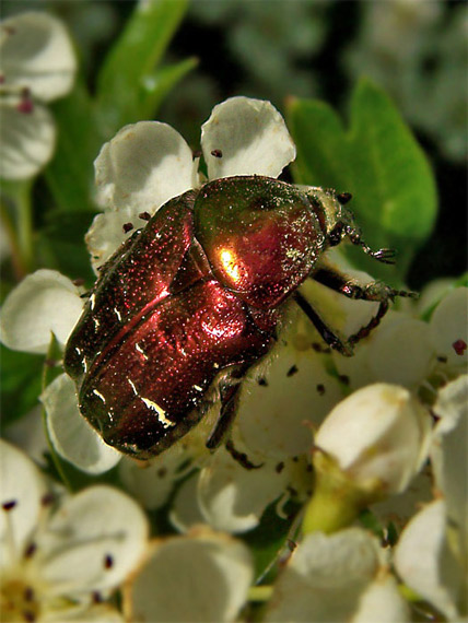 zlatoň obyčajny  Cetonia aurata aurata var. tingens