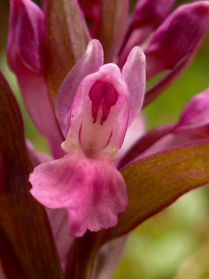 vstavačovec bazový Dactylorhiza sambucina (L.) Soó