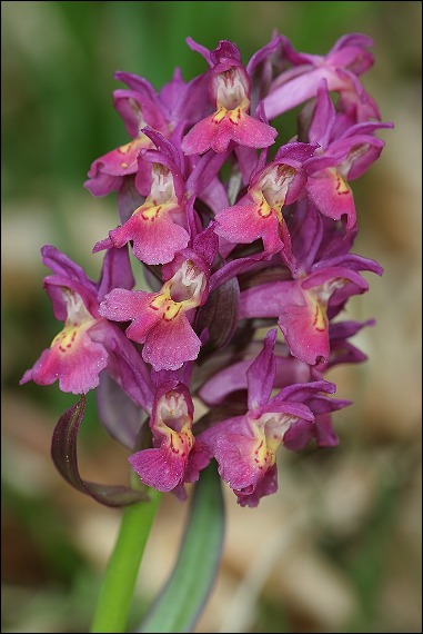 vstavačovec bazový Dactylorhiza sambucina (L.) Soó