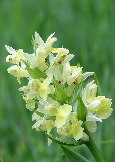 vstavačovec bazový Dactylorhiza sambucina (L.) Soó