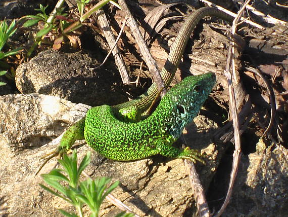 jašterica zelená  Lacerta viridis