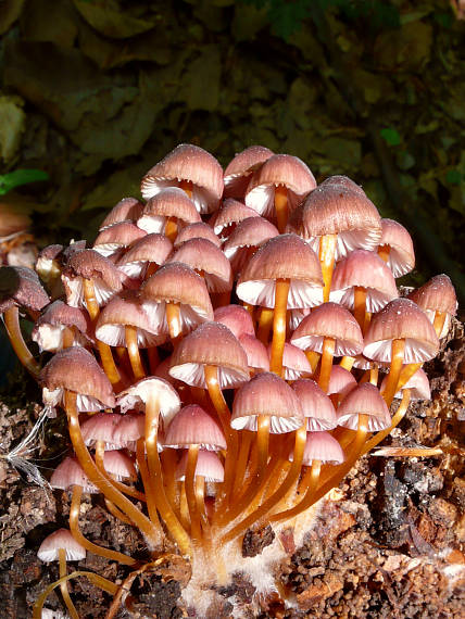 prilbička žltohlúbiková Mycena renati Quél.