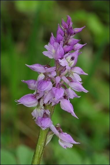 vstavač mužský Orchis mascula L.