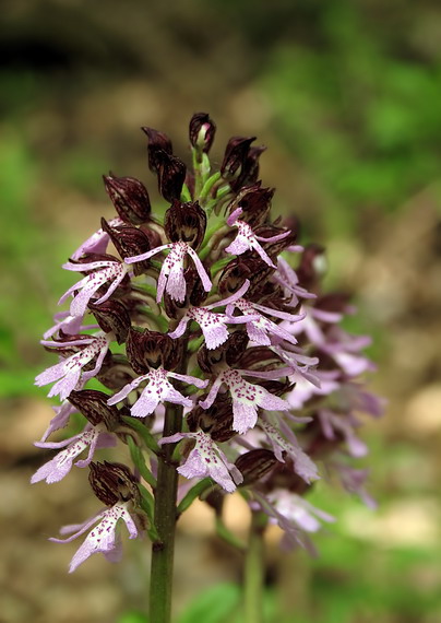 vstavač purpurový Orchis purpurea Huds.