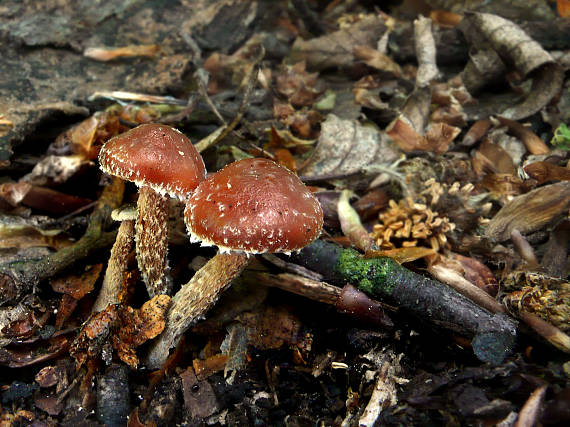 holohlavec vločkatý ? Psilocybe crobula (Fr.) Singer