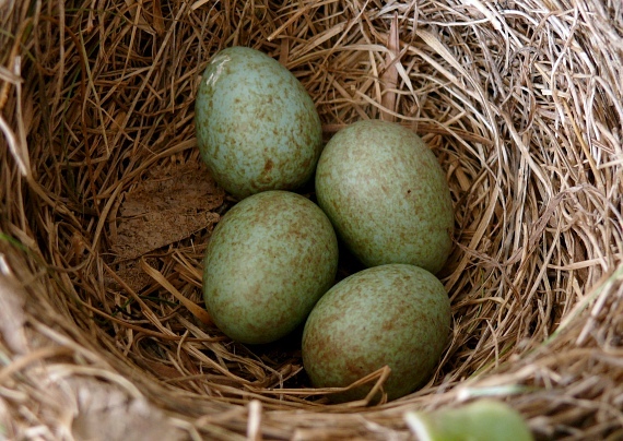 drozd čierny Turdus merula