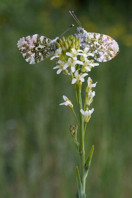 mlynárik žeruchový Anthocaris cardamines