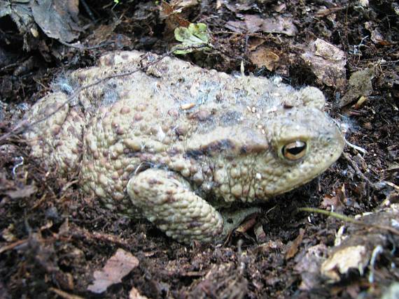 ropucha bradavičnatá Bufo bufo