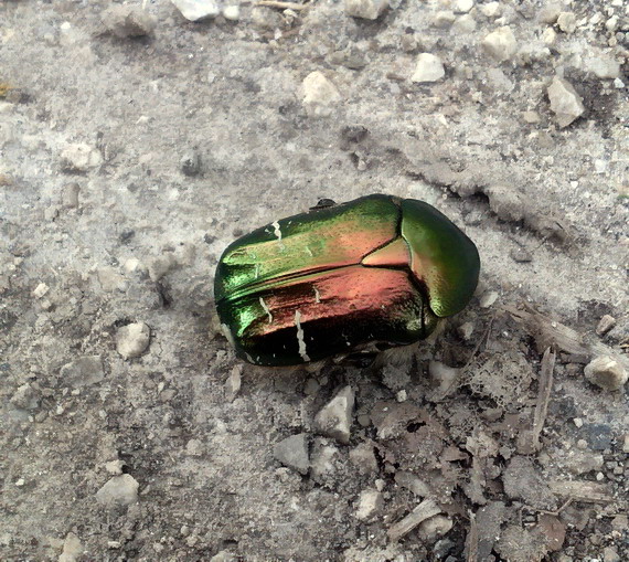 zlatoň obyčajny Cetonia aurata