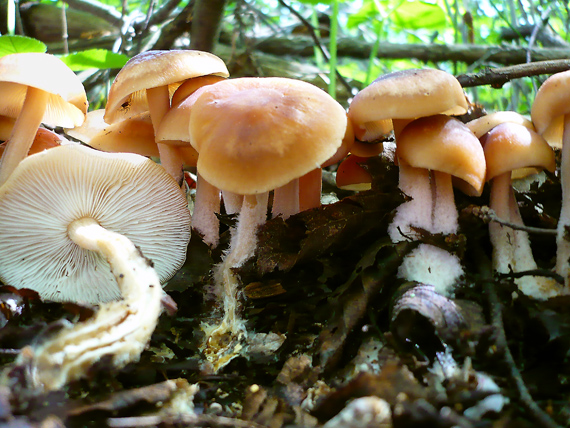 peniazovka Collybia sp.