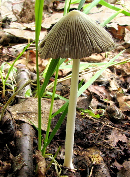 hnojník   Coprinellus sp.