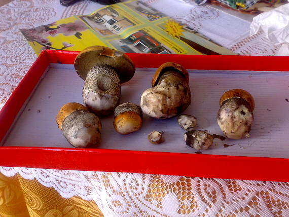 kozák Leccinum aerugineum (Fr.) Lannoy & Estadès