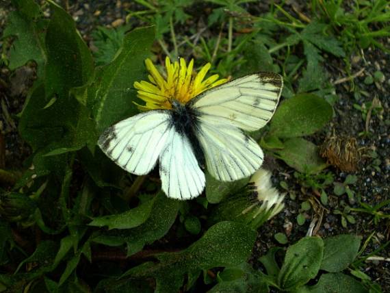 mlynarík repkový Pieris napi Linnaeus, 1758