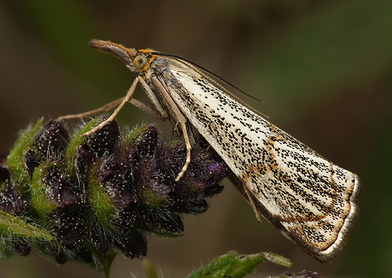 trávovec jarný Thisanotia chrysonuchella