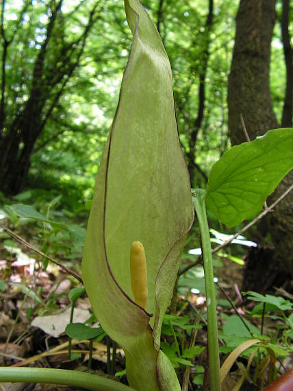 áron Arum sp.