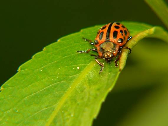 ? Chrysomela vigintipunctata