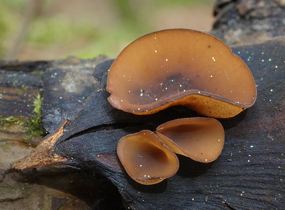 jahňadka hrdzavá Ciboria rufofusca (O. Weberb.) Sacc.