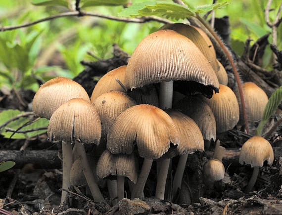 hnojník ligotavý Coprinellus micaceus (Bull.) Vilgalys, Hopple & Jacq. Johnson