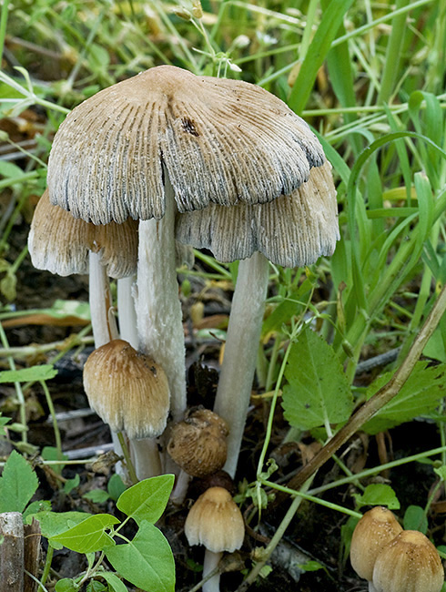 hnojník Coprinus sp.