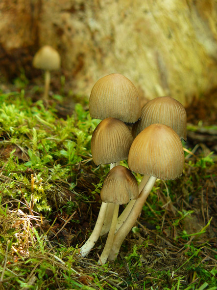 hnojník Coprinus sp.