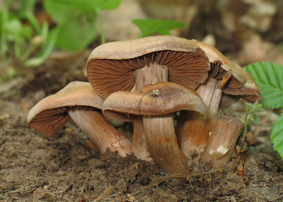 pavučinovec Cortinarius sp.