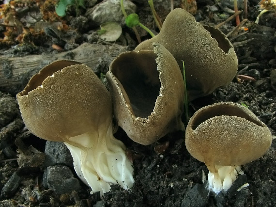 chriapač kalíškovitý Helvella acetabulum (L.) Quél.