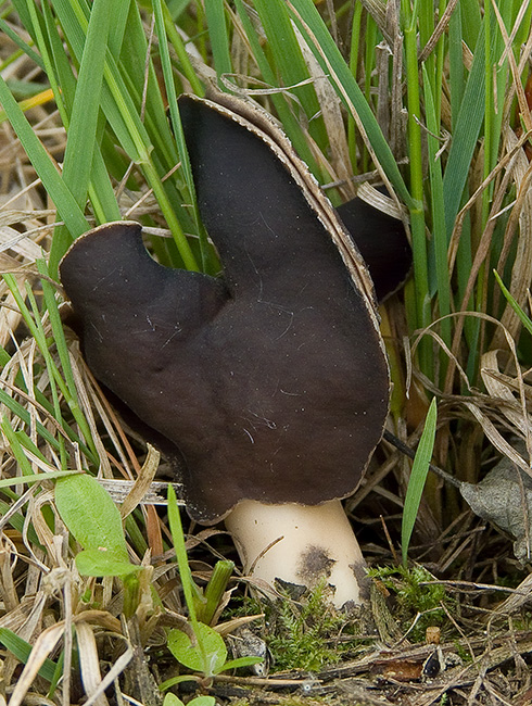 chriapač pieskomilný Helvella leucopus Pers.