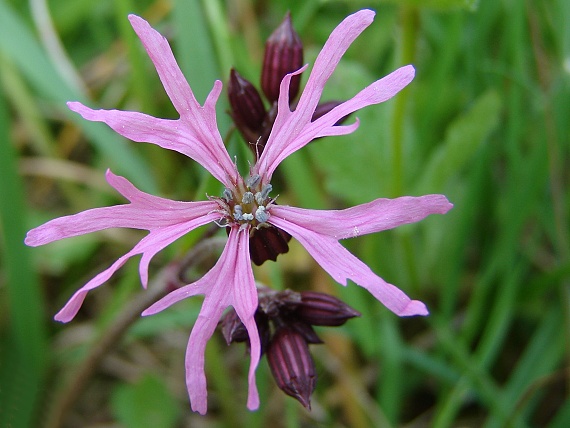 kukučka lúčna Lychnis flos-cuculi L.