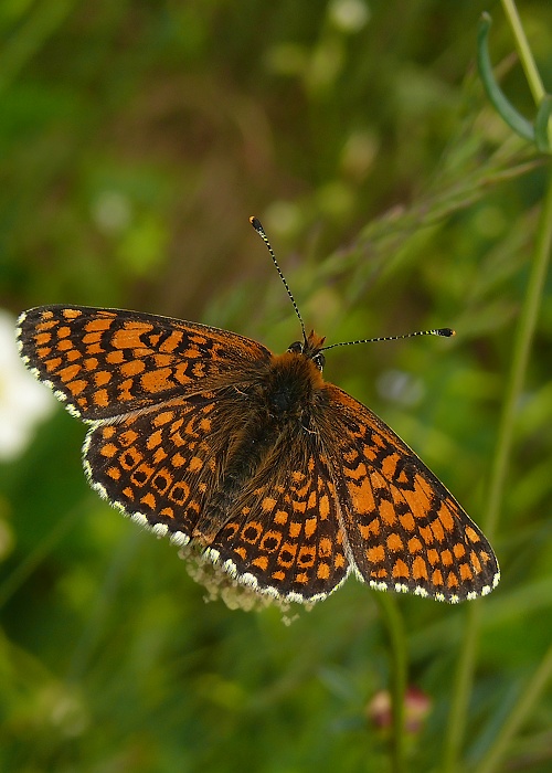 hnedáčik mriežkovaný Melitaea cinxia